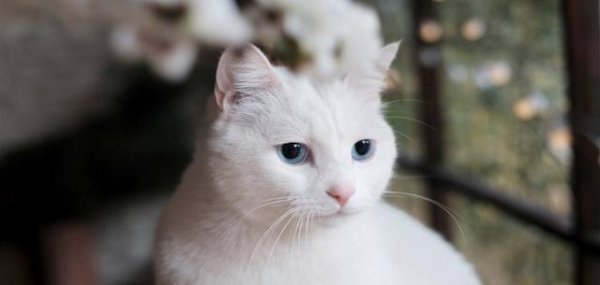 上升浪 猫咪爬多高都没关系？别把你家猫当超人